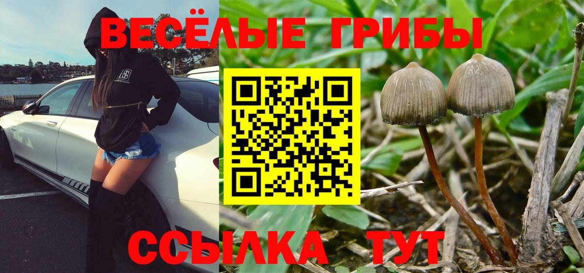 наркота  Псилоцибиновые грибы Cubensis  Вход с VPN  Алексин  Псилоцибиновые грибы GOLDEN TEACHER 